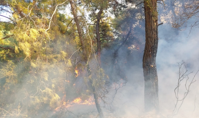 Manavgat'ta Orman Yangını