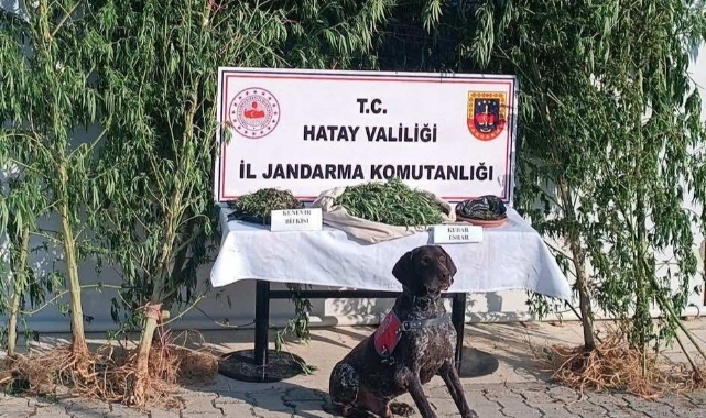 105 Kök Kenevir ve 4 Kilogram Esrar Ele Geçirildi