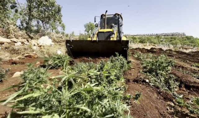 603 Kilogram Esrar Ele Geçirildi