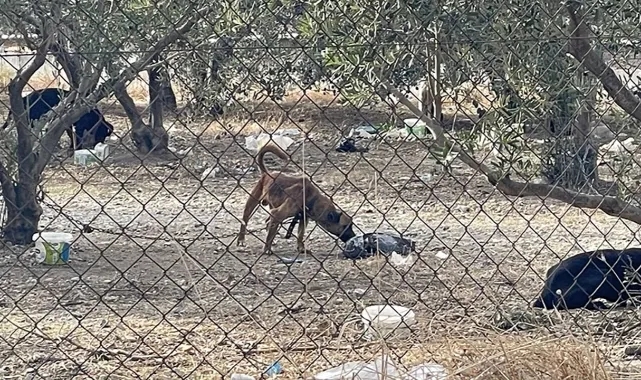 Bu Nasıl Bir Vicdan! Önce Bakıyor Sonra da...