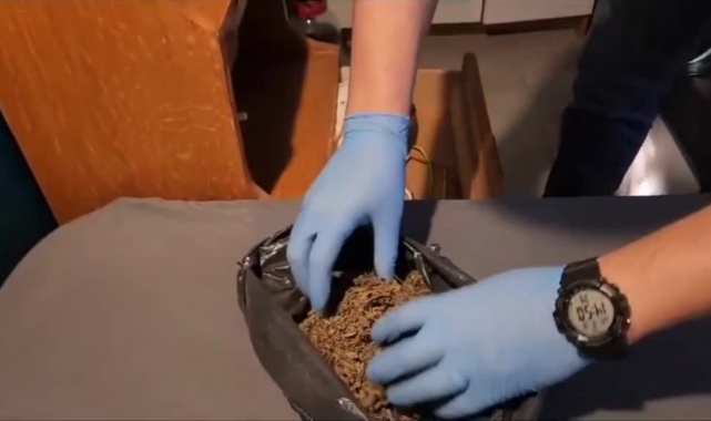 Evinde Kenevir Yetiştiriyormuş