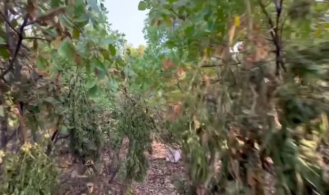 403 Kilogram Esrar Ele Geçirildi