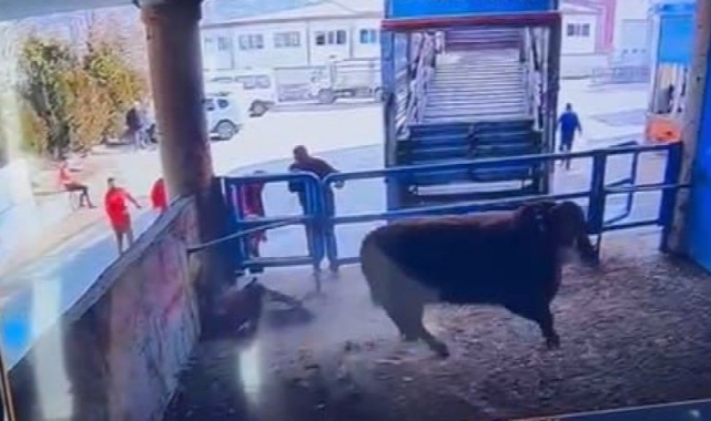 Boğa Saldırısında Öldü