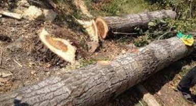 Kestiği Ağaç Üzerine Düştü