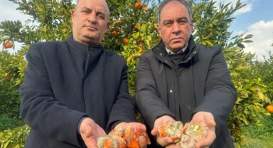 Tonlarca Mandalina ‘Çöp’ Oldu!