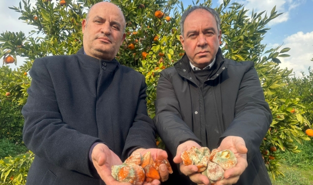 Tonlarca Mandalina ‘Çöp’ Oldu!