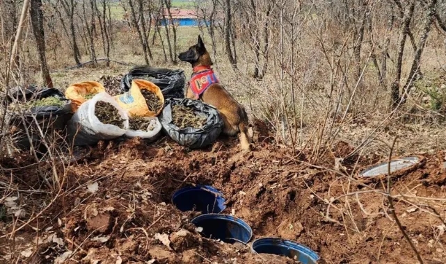 Toprağa Gömülü 43 Kilogram Esrar Ele Geçirildi
