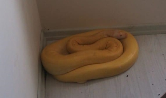 Albino Pitonu Evde Besliyormuş!