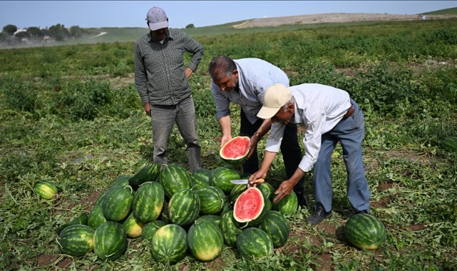 Adana Karpuzunun İlk Hasadı Yapıldı