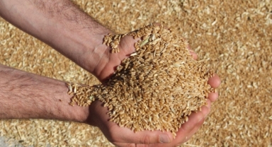 Kısacık:''Buğday Taban Fiyatı 15,50 TL’den Aşağıda Olmamalı!''