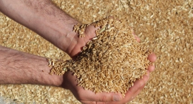 Kısacık:''Buğday Taban Fiyatı 15,50 TL’den Aşağıda Olmamalı!''