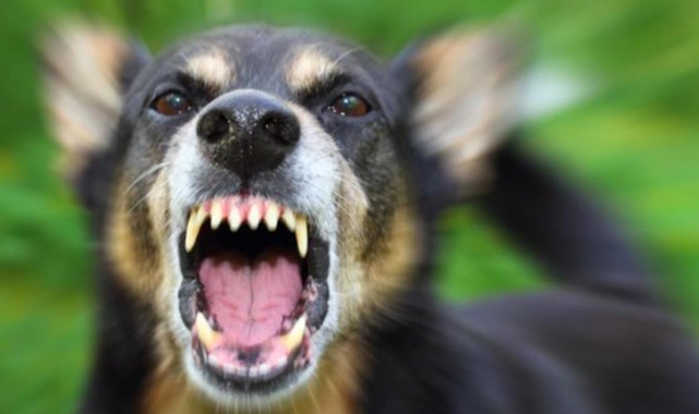 Köpek Saldırısında Öldü!