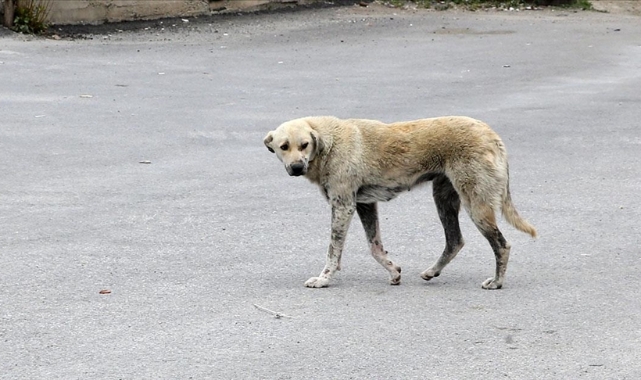 Evinin Önünde Köpekler Saldırdı!