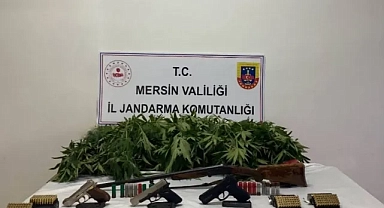 Bahçe Ve Ormanda Kenevir Yetiştiren 2 Şüpheli Yakalandı