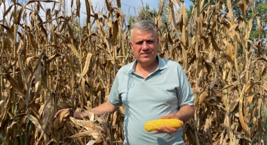 Barut, Mısır Tarlasından Seslendi:''Alım Fiyatı 11 TL Olmalı''