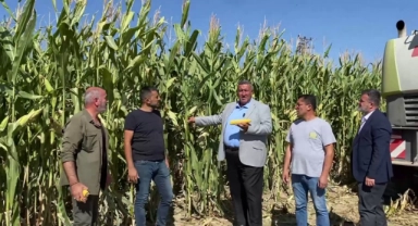 Mısır Üreticileri Gürer'e Dert Yandı:''Emeğimiz Tarlada Kaldı''