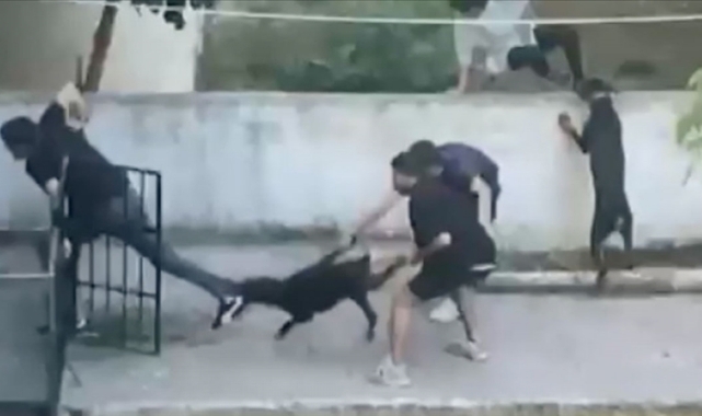 Pitbull Böyle Saldırdı!