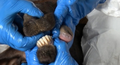 O Mahallede ''Mavi Dil'' Hastalığı Tespit Edildi