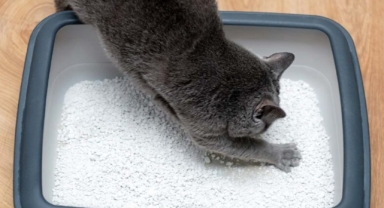 Kediler Kokulu Kumu Sever mi?