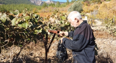 Saimbeyli'de Kivi Hasadı Yapıldı