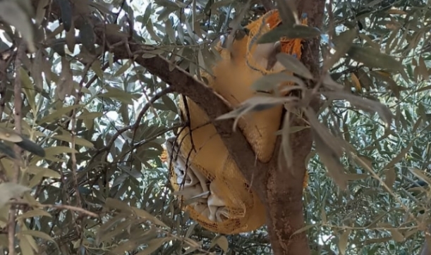 Uyuşturucuyu Zeytin Ağacına Gizlemişler