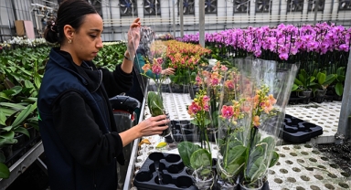 Çukurova'da Çiçekler Sevgililer Günü'ne Hazır