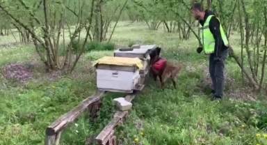 Arı Kovanlarından Kaçak Silahlar Çıktı