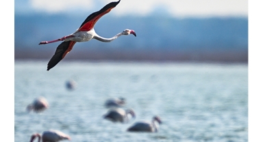 Doğu Akdeniz'de Flamingo Sayısı İki Katına Çıktı