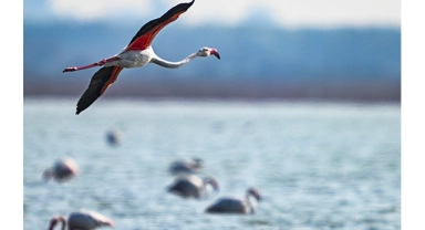 Doğu Akdeniz'de Flamingo Sayısı İki Katına Çıktı