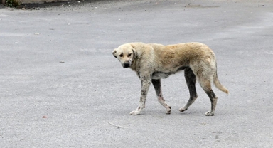 Ekmek Almaya Giderken Köpek Saldırdı