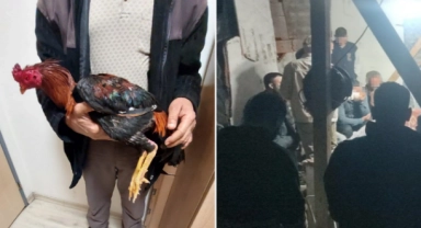 Horoz Dövüşüne Polis Baskını