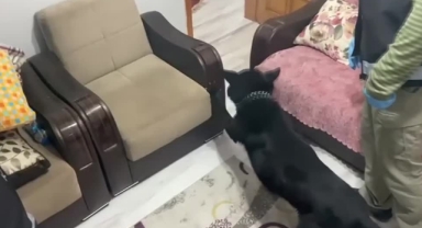 Koltuğa Gizlenmiş Uyuşturucu "Tony"den Kaçmadı