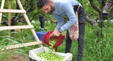 Mersin'de Erik Hasadı Devam Ediyor