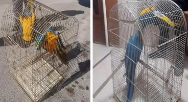 Üretimi ve Satışı Yasak 2 Papağan Ele Geçirildi