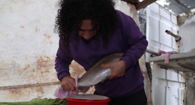Alabalık Yetiştiricileri Sağım Mesaisinde