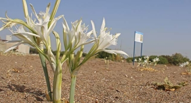 Antalya'da Kum Zambakları Koruma Altına Alındı