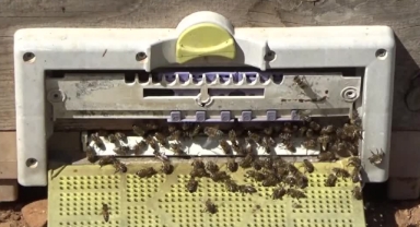 Arıcılar Sezonun İlk Polen Hasadını Yaptı