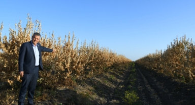 Barut:''Limon İhracatına Yasak, Çiftçinin Ölüm Fermanıdır"