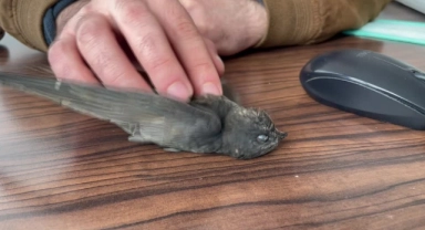 Bitkin Bulunan 2 Ebabil Kuşu Tedaviye Alındı