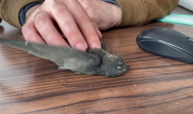 Bitkin Bulunan 2 Ebabil Kuşu Tedaviye Alındı