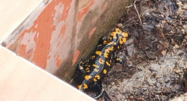 Nesli Tehlike Altındaki Sarı Benekli Semender Görüldü