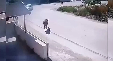 Otomobil Eşeğe Çarptı