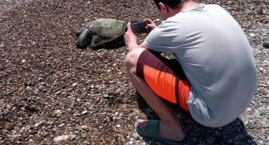Sahilde Ölü Caretta Caretta Bulundu