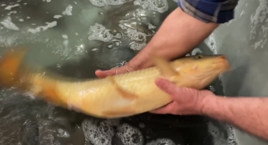 Sazan Üretip Gölleri Balıklandırıyorlar