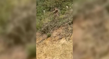 Tarlasına Giden Adam, Ormanda Ayı İle Karşılaştı!