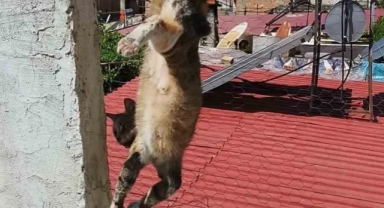 Tel Örgüye Takılan Kediyi İtfaiye Kurtardı