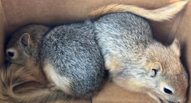 Ticareti Yasak Sincap Satışına 30 Bin Lira Ceza