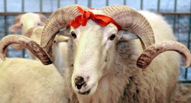 Vekaletle Kurban Kesim Bedeli Belli Oldu