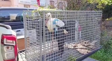 Yaralı Bulunan Leylek Tedaviye Alındı