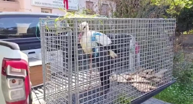 Yaralı Bulunan Leylek Tedaviye Alındı